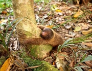 amazon wildlife sandoval lake tambopata lodge reserve