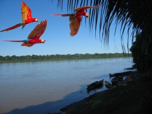 chuncho Macaw Clay Lick tambopata reserve sandoval lake lodge and amazon peru