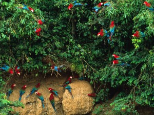 chuncho Macaw Clay Lick tambopata reserve sandoval lake lodge and manu park and amazon peru