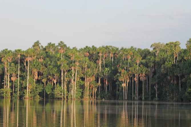 Amazon Peru Rainforest