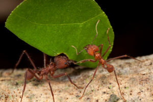 Amazon Peru - Rainforest Insects