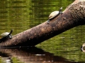 sandoval lake reserve lodge tambopata tours nature travel peru