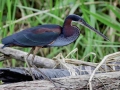 sandoval lake reserve lodge tambopata tours nature travel peru