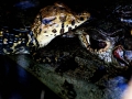 sandoval lake reserve lodge tambopata tours nature travel peru