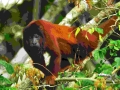 sandoval lake reserve lodge tambopata tours nature travel peru