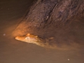 tambopata sandoval lake lodge amazon green