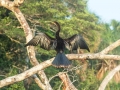 tambopata sandoval lake lodge amazon green