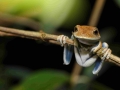 tambopata sandoval lake lodge amazon green