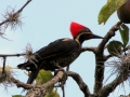 tambopata sandoval lake lodge amazon green