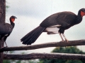 tambopata sandoval lake lodge amazon green