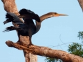 tambopata sandoval lake lodge amazon green