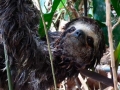 tambopata sandoval lake lodge amazon green
