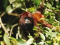 tambopata sandoval lake lodge amazon green