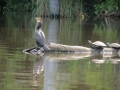 tambopata sandoval lake lodge amazon green