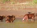 tambopata sandoval lake lodge amazon green