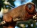 tambopata sandoval lake lodge amazon green