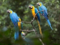 tambopata sandoval lake lodge amazon green