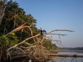 tambopata sandoval lake lodge amazon green