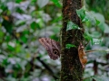 tambopata sandoval lake lodge amazon green