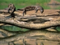 tambopata sandoval lake lodge amazon green