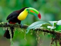 tambopata sandoval lake lodge amazon green