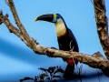 tambopata sandoval lake lodge amazon green