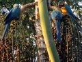 tambopata sandoval lake lodge amazon green