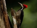 tambopata sandoval lake lodge amazon green