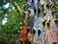 tambopata sandoval lake lodge amazon green