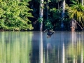 tambopata sandoval lake lodge amazon green