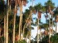 tambopata sandoval lake lodge amazon green