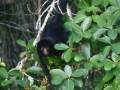 tambopata sandoval lake lodge amazon green
