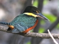 tambopata sandoval lake lodge amazon green