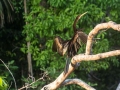 amaozn life tambopata sandoval lake lodge reserve