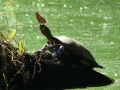 amaozn life tambopata sandoval lake lodge reserve