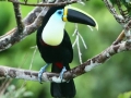 amaozn life tambopata sandoval lake lodge reserve