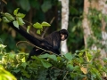 amaozn life tambopata sandoval lake lodge reserve