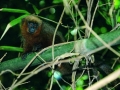 amaozn life tambopata sandoval lake lodge reserve