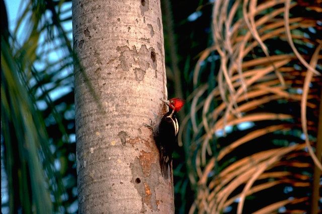 amazon wildlife sandoval lake tambopata lodge reserve