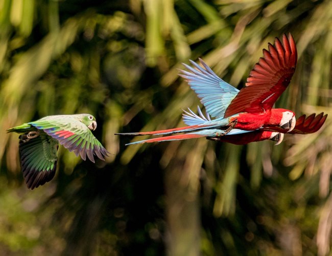 amazon wildlife sandoval lake tambopata lodge reserve