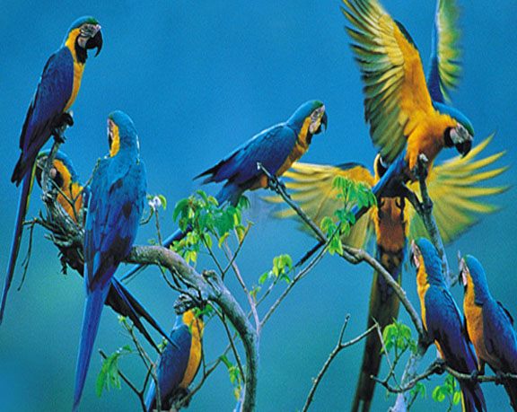 amazon wildlife sandoval lake tambopata lodge reserve