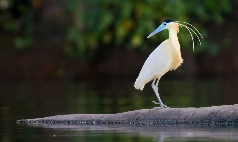 amazon wildlife sandoval lake tambopata lodge reserve