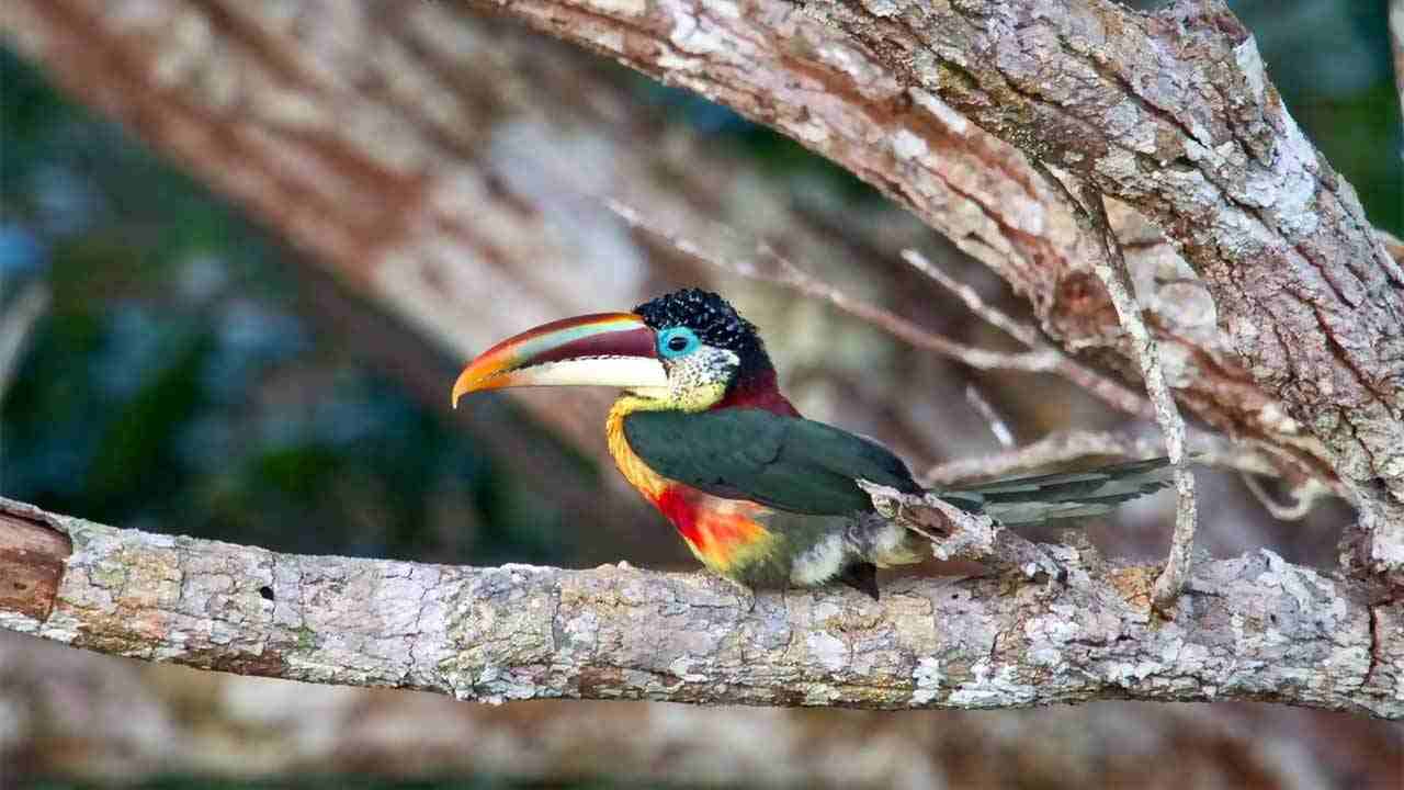 amazon wildlife sandoval lake tambopata lodge reserve