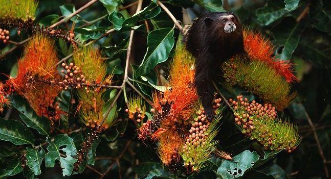 amazon wildlife sandoval lake tambopata lodge reserve