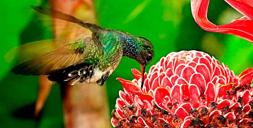 amazon wildlife sandoval lake tambopata lodge reserve