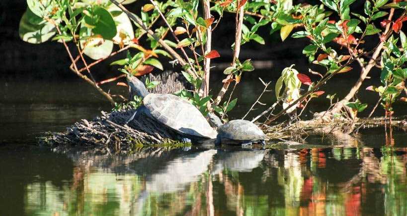 amazon wildlife sandoval lake tambopata lodge reserve