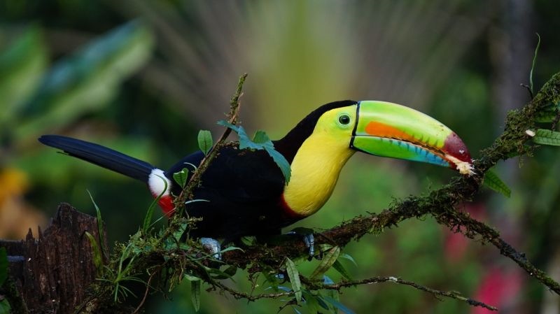 amazon wildlife sandoval lake tambopata lodge reserve