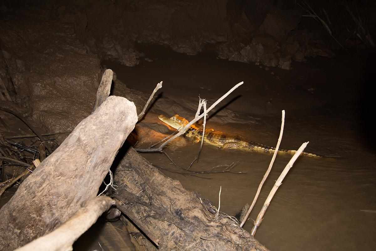 amazon wildlife sandoval lake tambopata lodge reserve