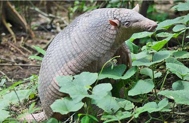 amazon wildlife sandoval lake tambopata lodge reserve