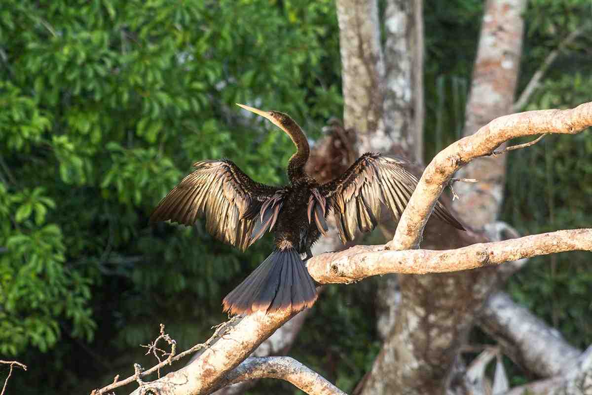 amazon wildlife sandoval lake tambopata lodge reserve